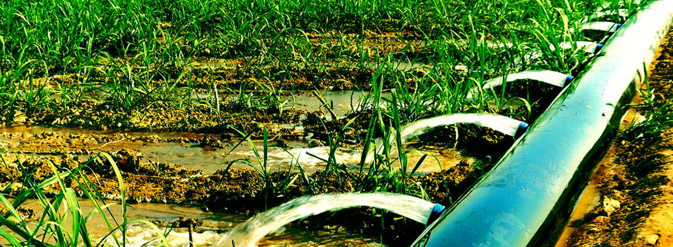 Sugarcane Irrigation-Hydroflume