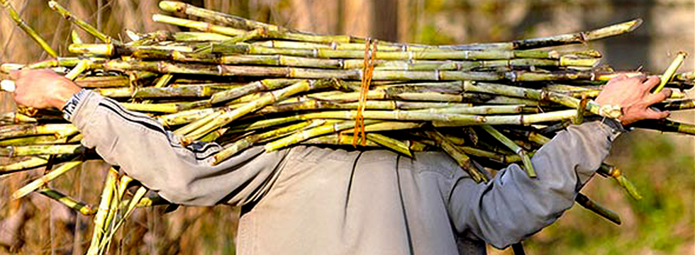 Sugarcane in northern Iran